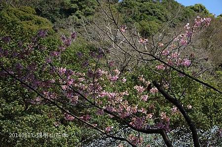 20140217陽明山花季 085_nEO_IMG.jpg