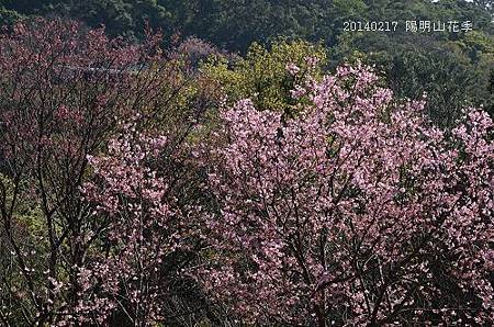 20140217陽明山花季 099_nEO_IMG.jpg