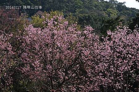 20140217陽明山花季 100_nEO_IMG.jpg