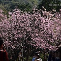 20140217陽明山花季 101_nEO_IMG.jpg