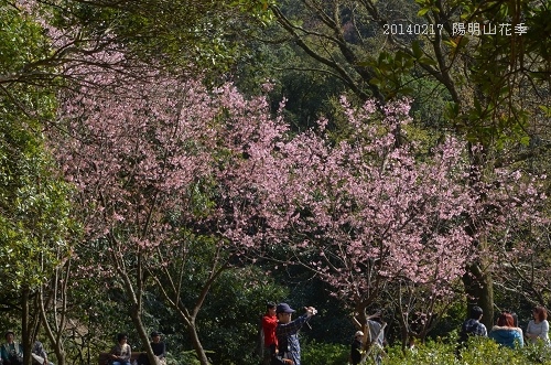 20140217陽明山花季 103_nEO_IMG.jpg