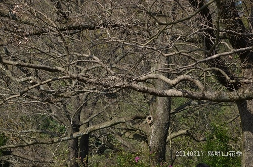 20140217陽明山花季 108_nEO_IMG.jpg