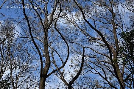 20140217陽明山花季 114_nEO_IMG.jpg