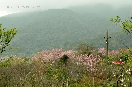 20140218陽明山花季 028_nEO_IMG.jpg