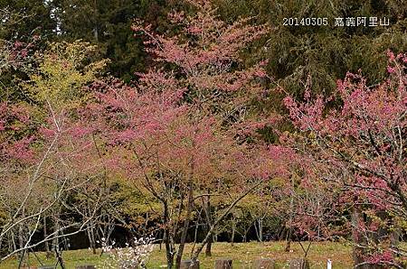 20140305嘉義阿里山 031_nEO_IMG.jpg