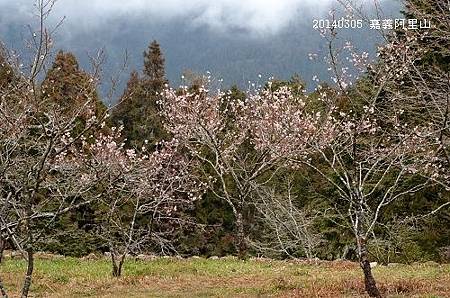 20140305嘉義阿里山 033_nEO_IMG.jpg