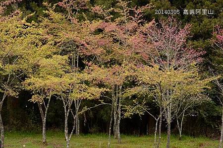 20140305嘉義阿里山 034_nEO_IMG.jpg