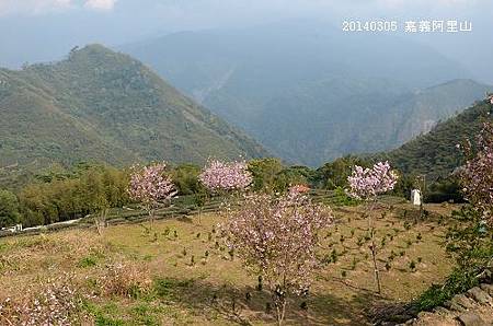 20140305嘉義阿里山 056_nEO_IMG.jpg