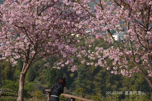 20140305嘉義阿里山 064_nEO_IMG.jpg