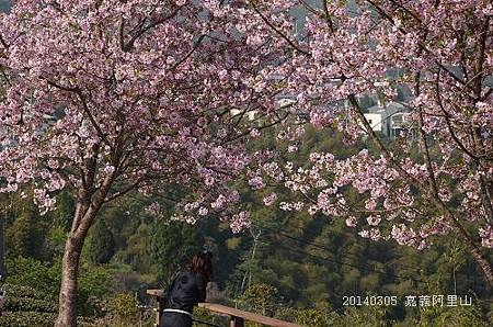 20140305嘉義阿里山 064_nEO_IMG.jpg