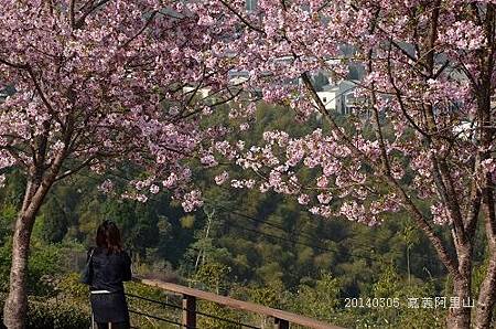 20140305嘉義阿里山 065_nEO_IMG.jpg