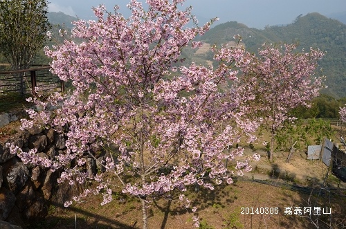 20140305嘉義阿里山 069_nEO_IMG.jpg