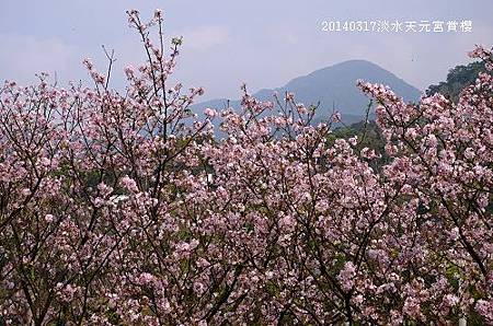 20140317淡水天元宮賞櫻 030_nEO_IMG.jpg