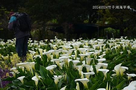 20140324竹子湖海芋季 025_nEO_IMG.jpg