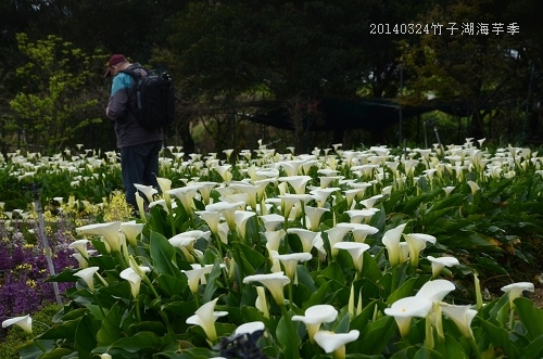 20140324竹子湖海芋季 026_nEO_IMG.jpg