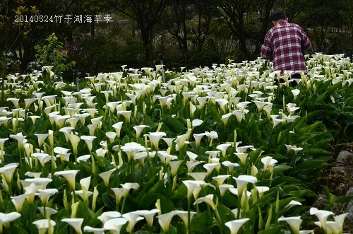 20140324竹子湖海芋季 030_nEO_IMG.jpg