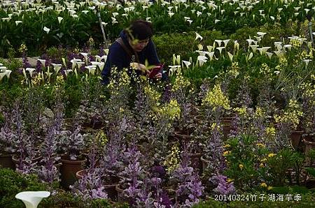 20140324竹子湖海芋季 031_nEO_IMG.jpg