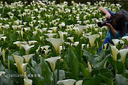 20140324竹子湖海芋季 067_nEO_IMG.jpg