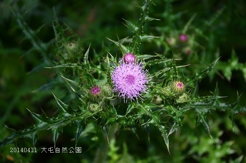 20140411大屯公園、于右任之墓 016_nEO_IMG.jpg