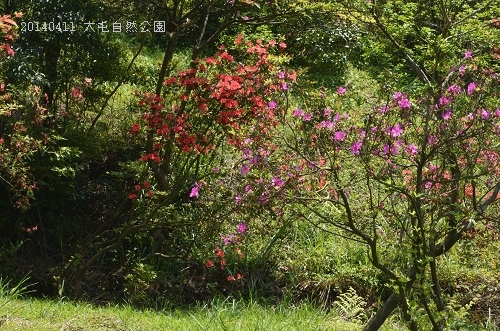 20140411大屯公園、于右任之墓 020_nEO_IMG.jpg