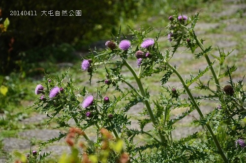 20140411大屯公園、于右任之墓 030_nEO_IMG.jpg