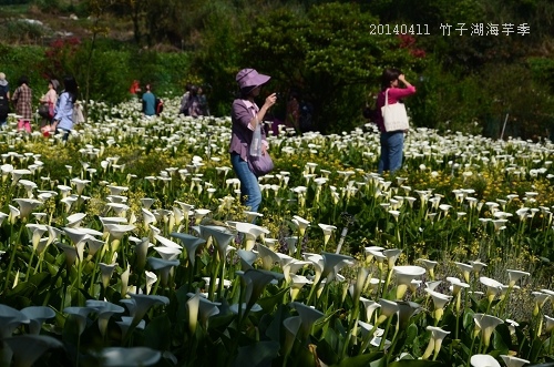 20140411竹子湖 031_nEO_IMG.jpg