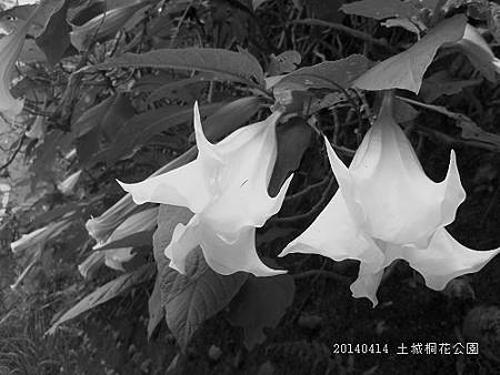 20140414土城桐花季 004.jpg