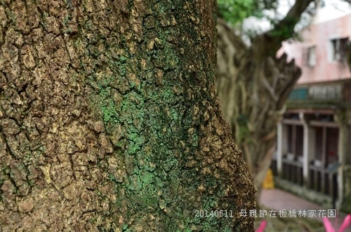 20140511板橋林家花園 002_nEO_IMG.jpg