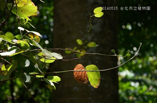 20140515台北市植物園 014_nEO_IMG.jpg