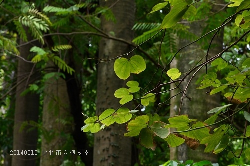20140515台北市植物園 016_nEO_IMG.jpg