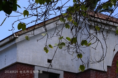 20140515台北市植物園 018_nEO_IMG.jpg