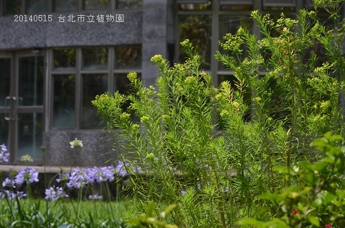 20140515台北市植物園 021_nEO_IMG.jpg