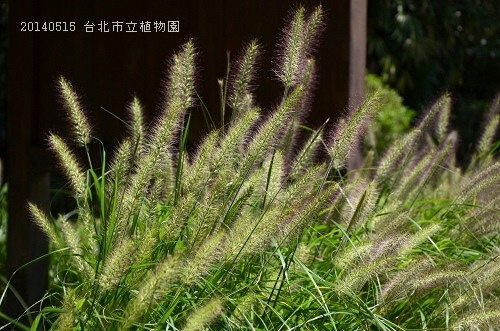 20140515台北市植物園 024_nEO_IMG.jpg