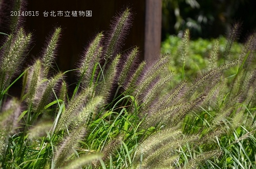 20140515台北市植物園 026_nEO_IMG.jpg
