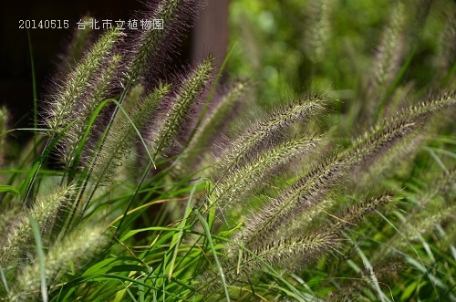 20140515台北市植物園 027_nEO_IMG.jpg