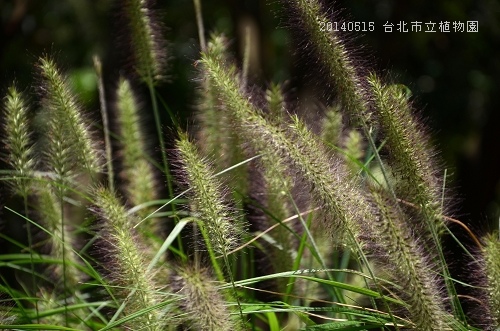 20140515台北市植物園 029_nEO_IMG.jpg