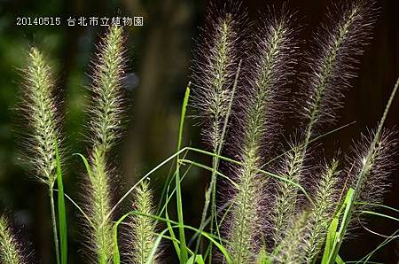 20140515台北市植物園 030_nEO_IMG.jpg