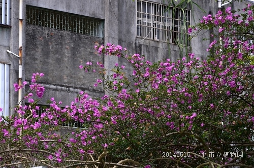 20140515台北市植物園 040_nEO_IMG.jpg