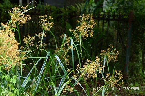 20140515台北市植物園 041_nEO_IMG.jpg