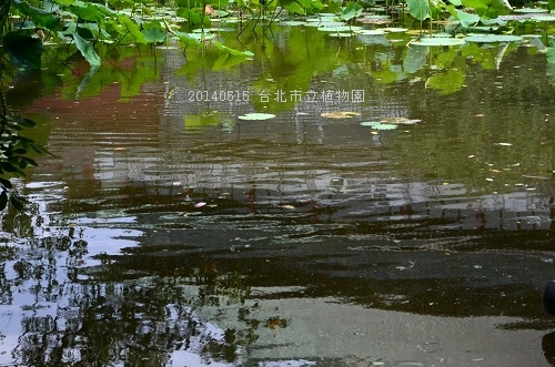 20140515台北市植物園 046_nEO_IMG.jpg