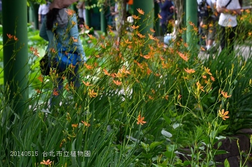 20140515台北市植物園 055_nEO_IMG.jpg
