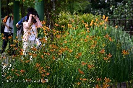 20140515台北市植物園 058_nEO_IMG.jpg