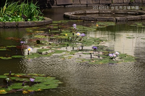 20140515台北市植物園 061_nEO_IMG.jpg