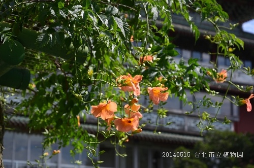 20140515台北市植物園 077_nEO_IMG.jpg