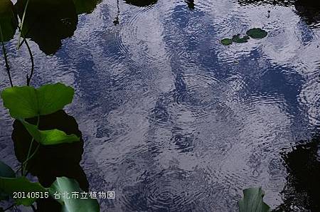 20140515台北市植物園 081_nEO_IMG.jpg