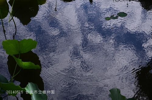 20140515台北市植物園 082_nEO_IMG.jpg