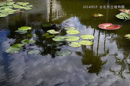 20140515台北市植物園 086_nEO_IMG.jpg