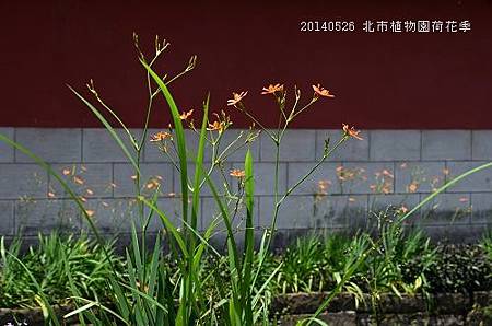 20140526北市植物園荷花季 040_nEO_IMG.jpg