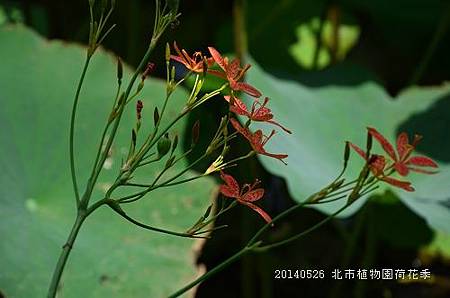 20140526北市植物園荷花季 049_nEO_IMG.jpg