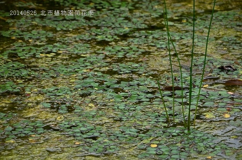 20140526北市植物園荷花季 079_nEO_IMG.jpg